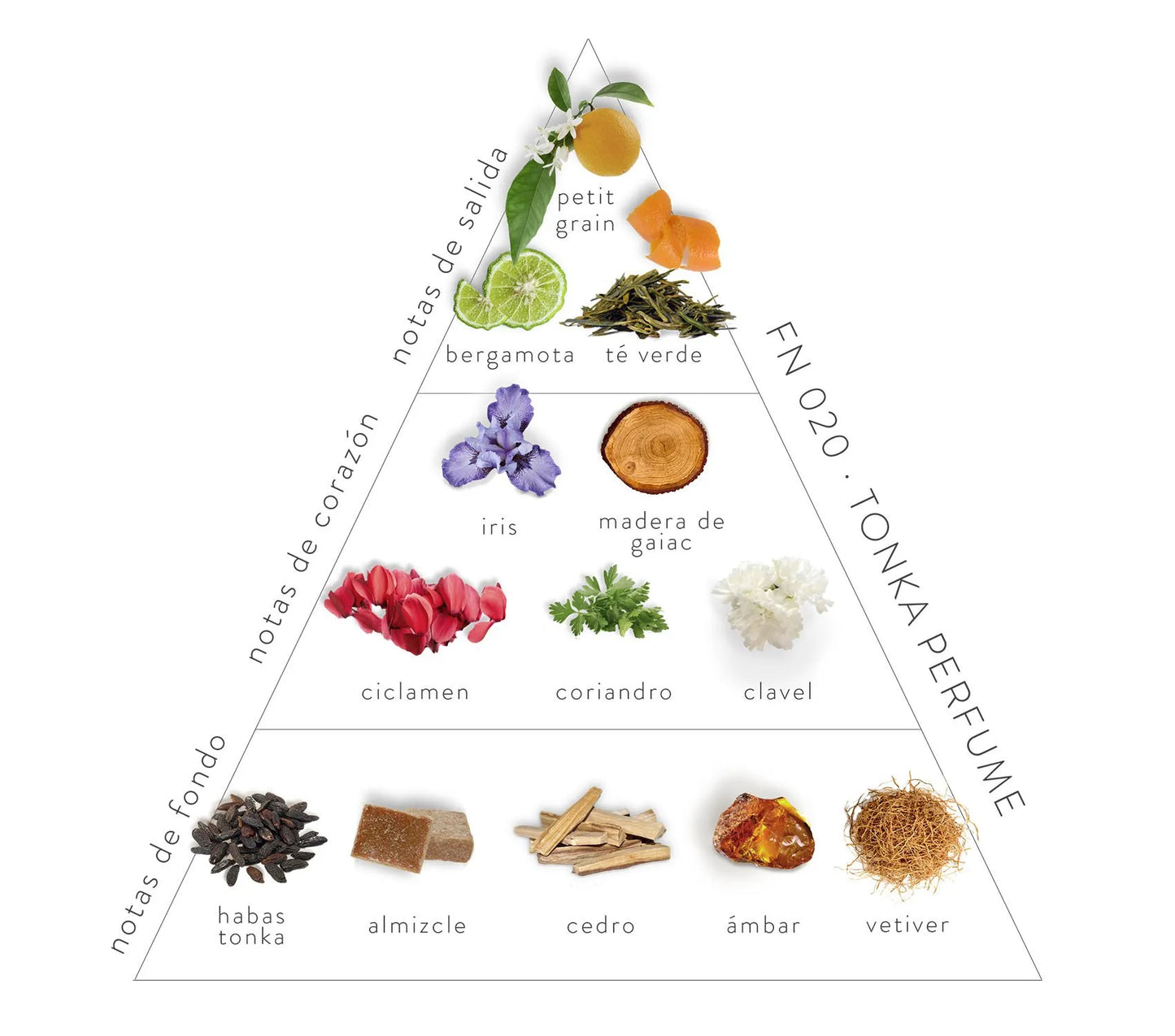 Pirámide Olfativa Tonka: Notas de salida: bergamota, té verde y petit grain. Notas de corazón: iris, madera de gaiac, ciclamen y clavel. Notas de fondo: habas tonka, almizcle, cedro y vitiver