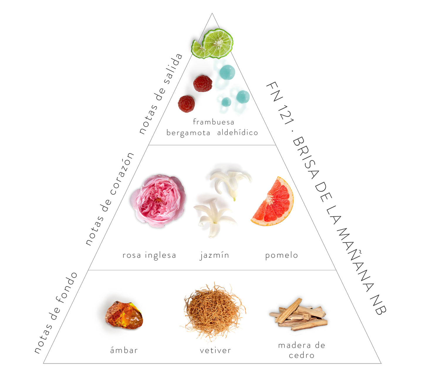 Pirámide Olfativa Brisa de la Mañana: Notas de salida: frambuesa, bergamota y aldehídico. Notas de corazón: Rosa inglesa, jazmín y pomelo. Notas de fondo; ámbar, vetiver y madera de cedro