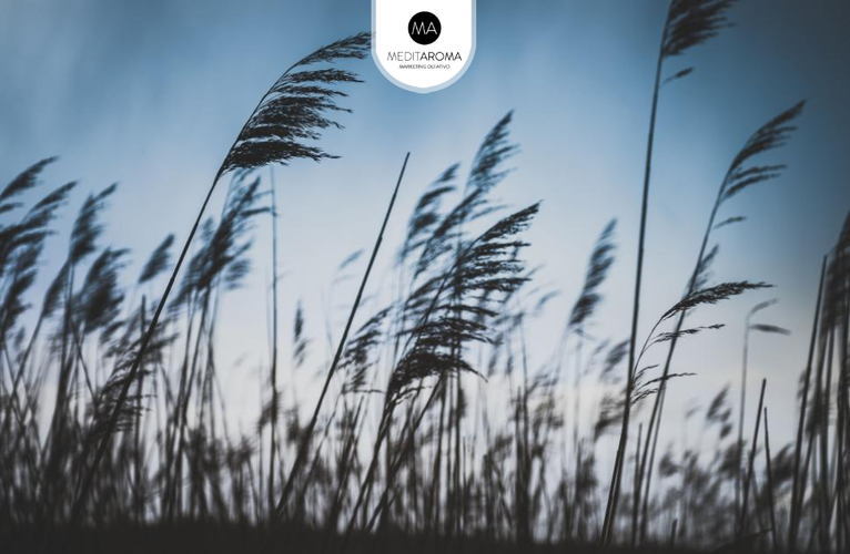 Aromas y percepción del tiempo: cómo los olores influyen en nuestra experiencia diaria