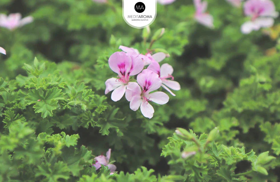 🌿 Citronela en verano: el aroma que protege, refresca y mejora el bienestar