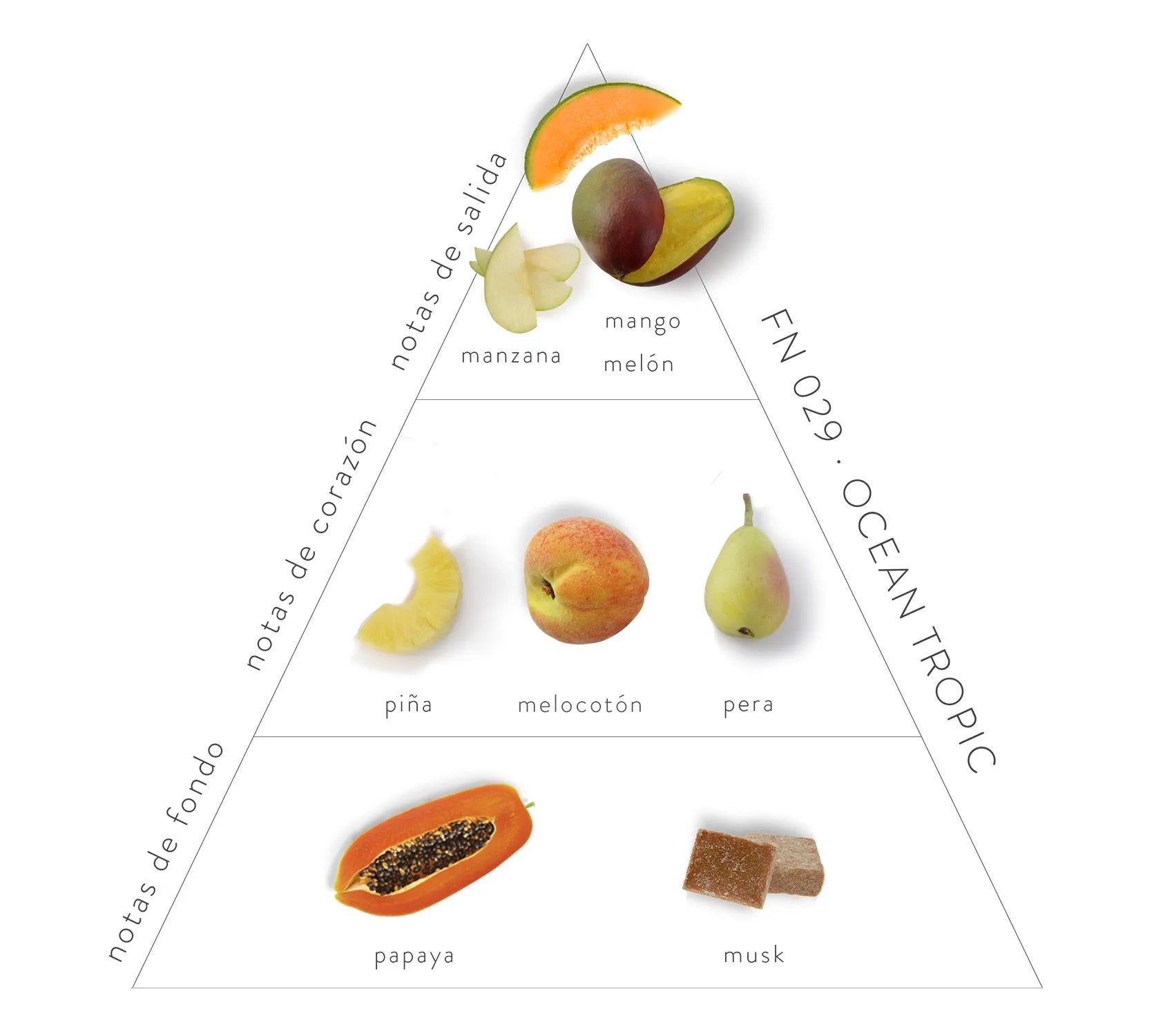 Pirámide olfativa Ocean Tropic; notas de salida: Manzana, mango y melón. Notas de corazón: piña, melocotón y pera. Notas de fondo: papaya y musk