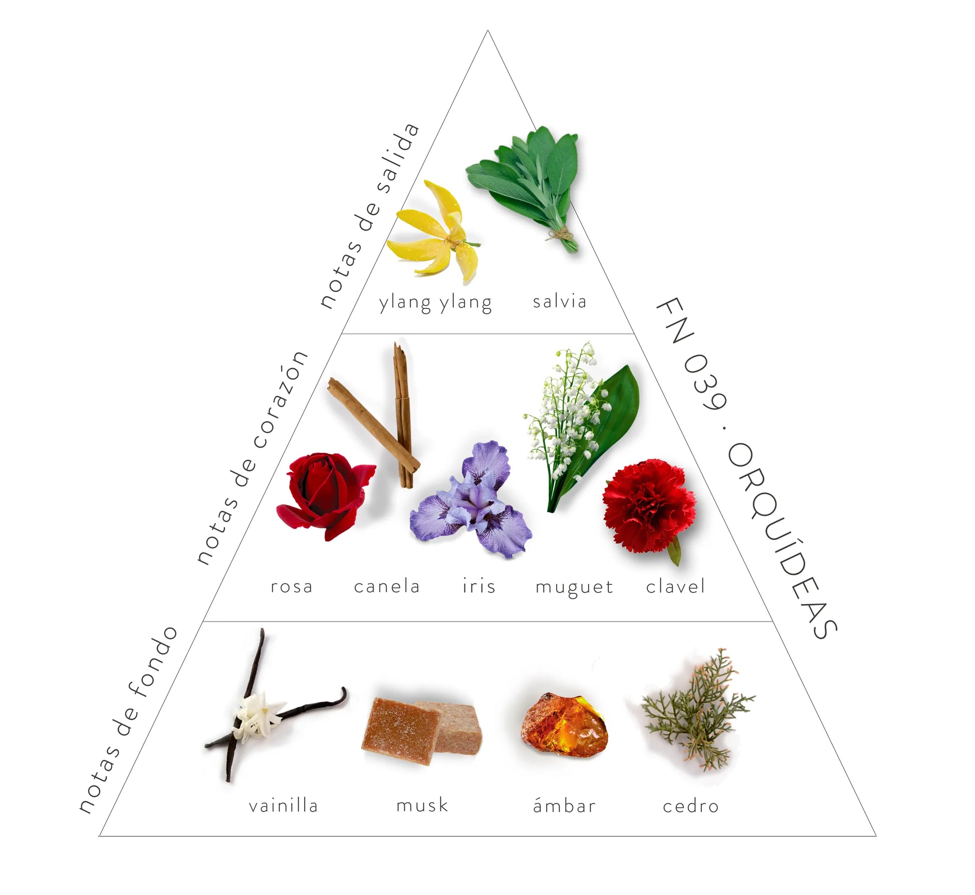 Pirámide Olfativa Orquídea: Notas de salida: ylang ylang y salvia. Notas de corazón: rosa, canela, iris, muguet y clavel. Notas de fondo: vainilla, musk, ámbar y cedro,