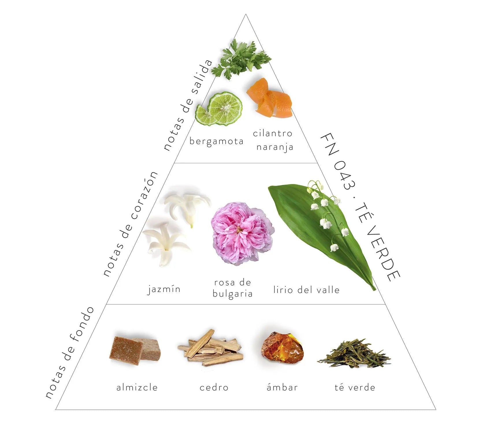 Pirámide olfativa té verde perfume: notas de fondo, almizcle, cedro, ámbar, té verde; notas de corazón, jazmín rosa de bulgaria, lirio del valle; notas de salida, bergamota, cilantro naranja