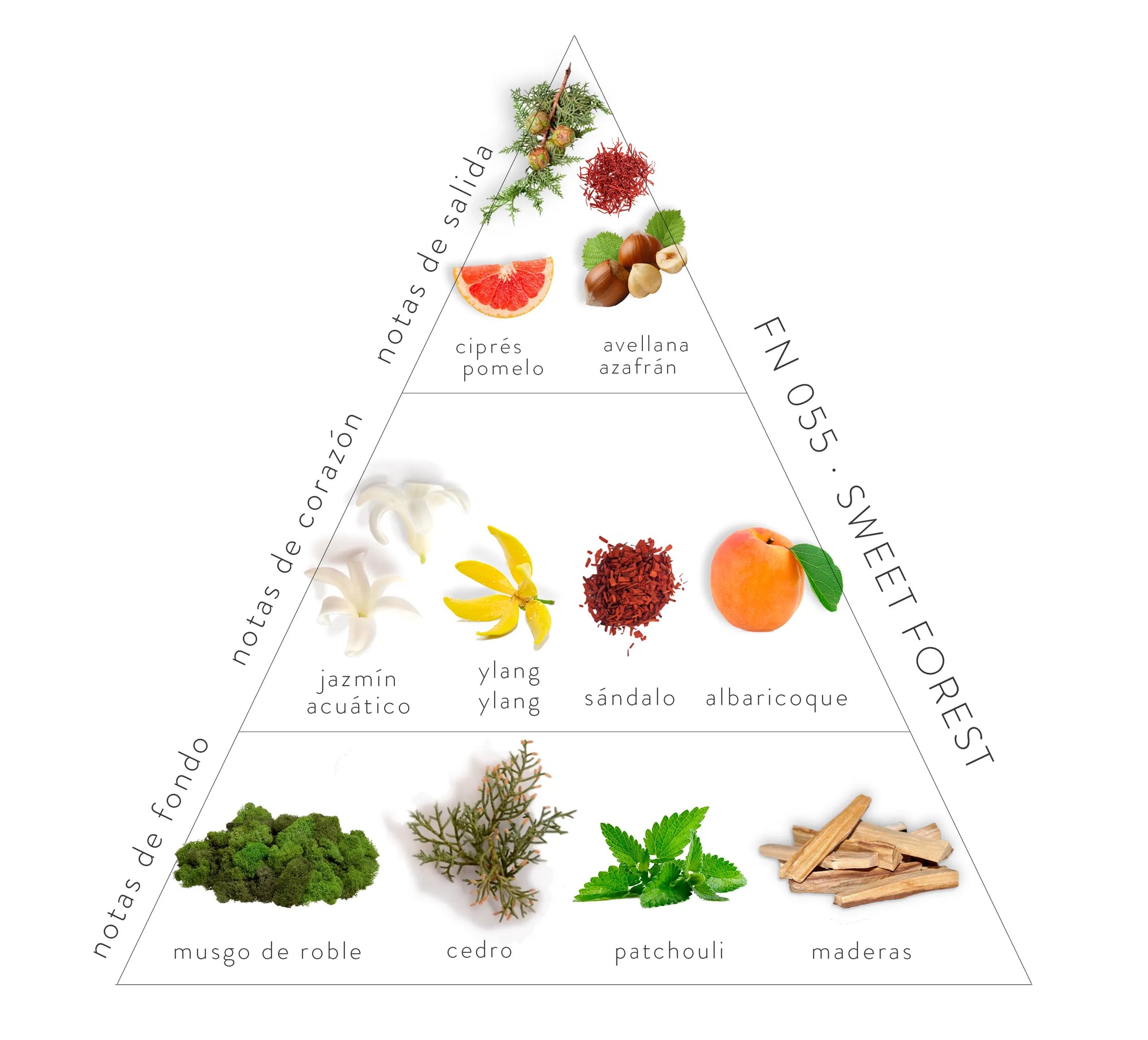 Pirámide olfativa Sweet Forest; notas de salida: ciprés, pomelo, avellana y azafrán. Notas de corazón: jazmín acuático, ylang ylang, sándalo y albaricoque. Notas de fondo: musgo de roble, cedro , patchouli y maderas.