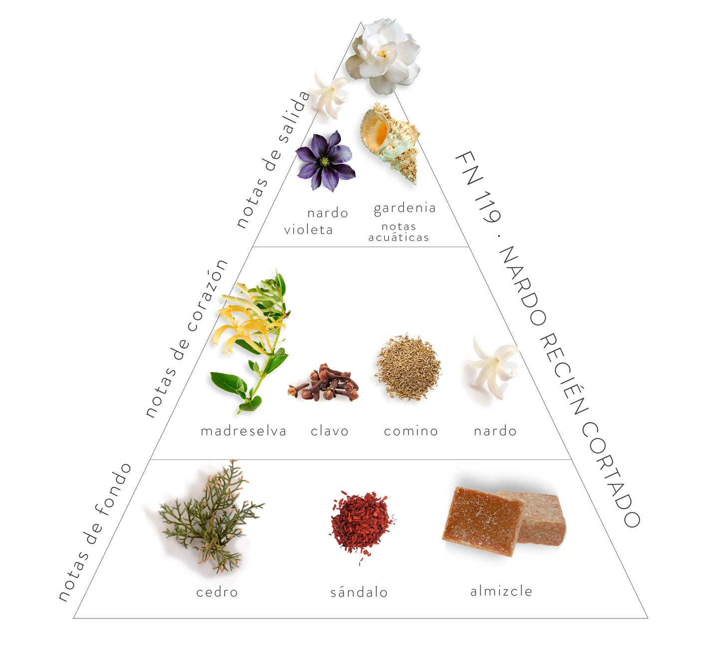 Pirámide olfativa de la fragancia Nardo Recién Cortado; con notas de salida aroma a nardo, violeta, gardenia y notas acuáticas, notas de corazón de madre selva, clavo, comino y nardo; y notas de fondo olor a cedro, sándalo y almizcle