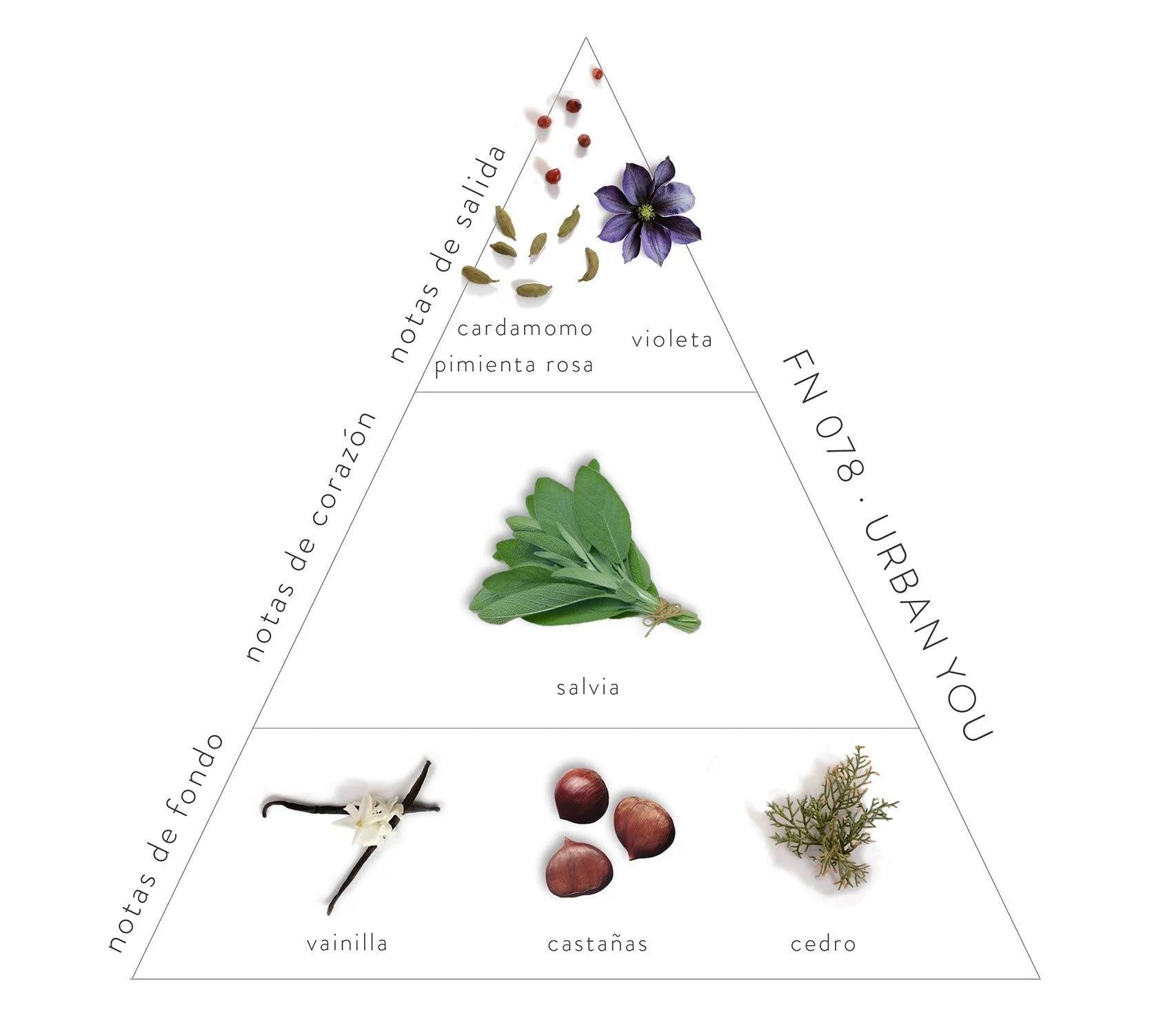 Pirámide Olfativa Urban You: Notas de salida: cardamomo, pimienta rosa y violeta. Notas de corazón: salvia. Notas de fondo: vainilla, castañas y cedro.