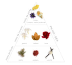 Pirámide Olfativa Fragancia Gea: Notas de salida: limón, violeta y notas acuáticas. Notas corazón: Jazmín, tabaco y rosa. Notas de fondo: cedro, sándalo y vainilla