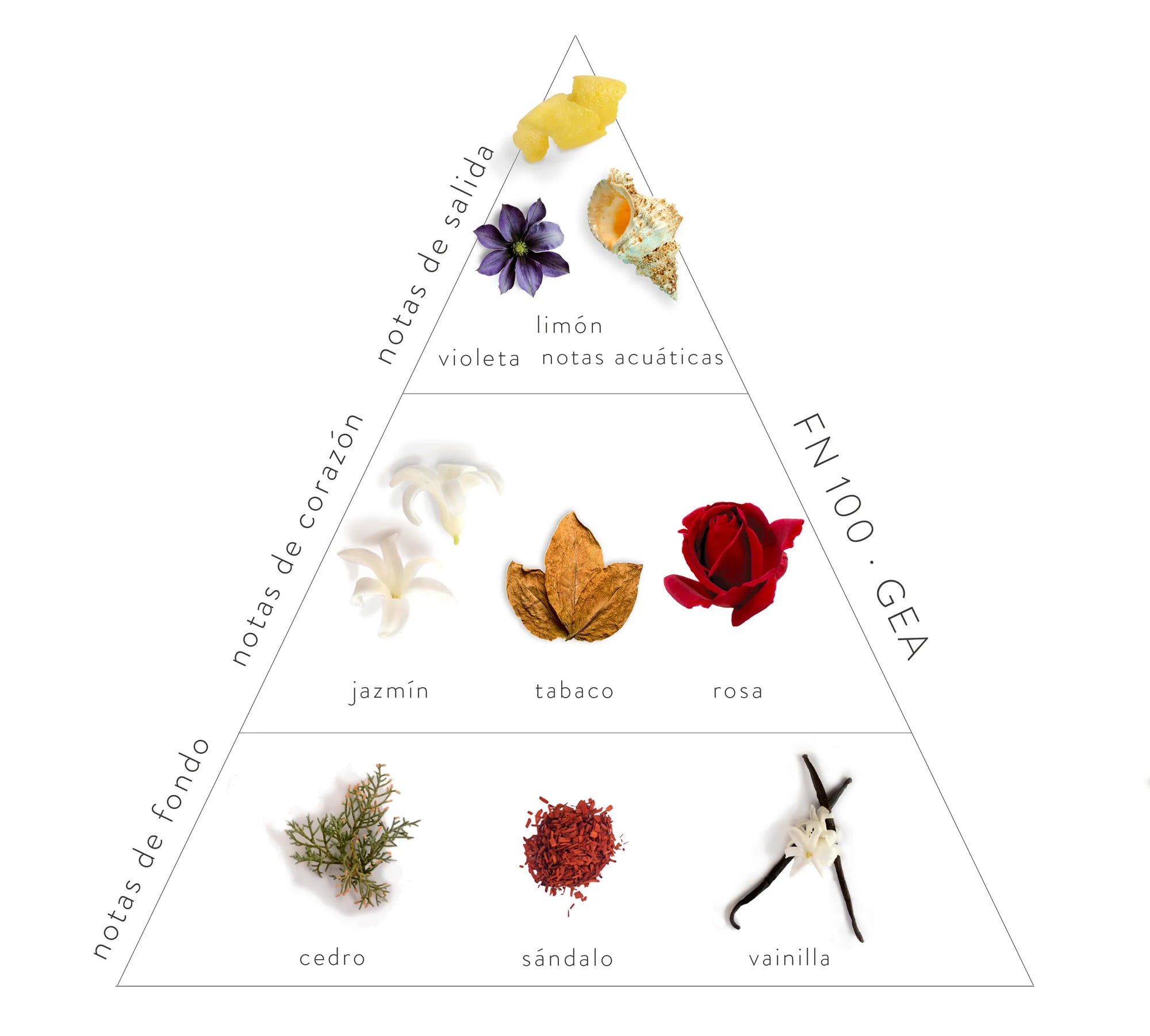 Pirámide Olfativa Fragancia Gea: Notas de salida: limón, violeta y notas acuáticas. Notas corazón: Jazmín, tabaco y rosa. Notas de fondo: cedro, sándalo y vainilla