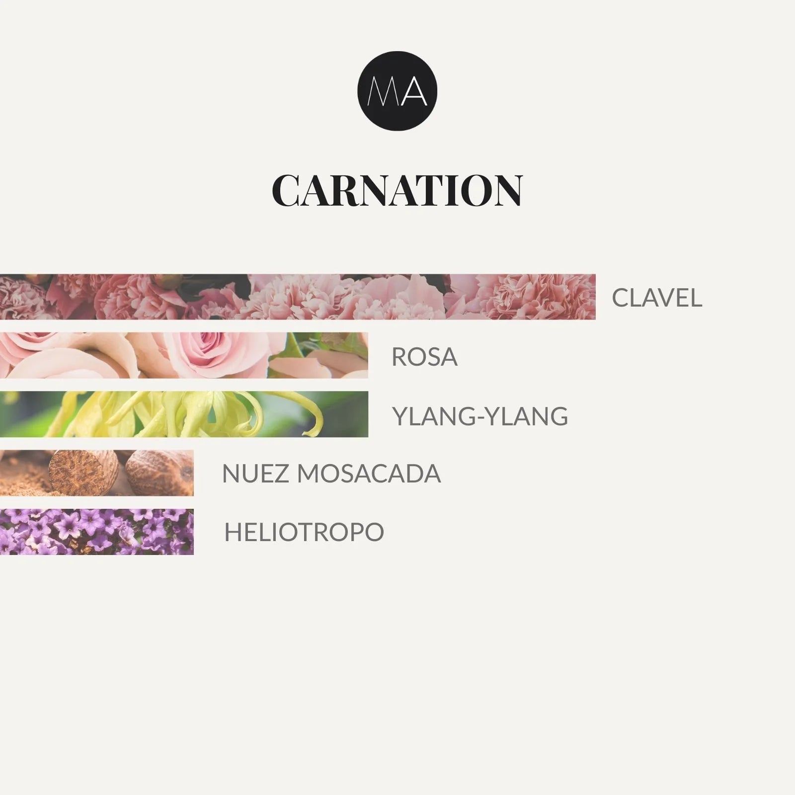 Composición olfativa Carnation con clavel especiado, flores elegantes y fondo cálido de heliotropo y nuez moscada