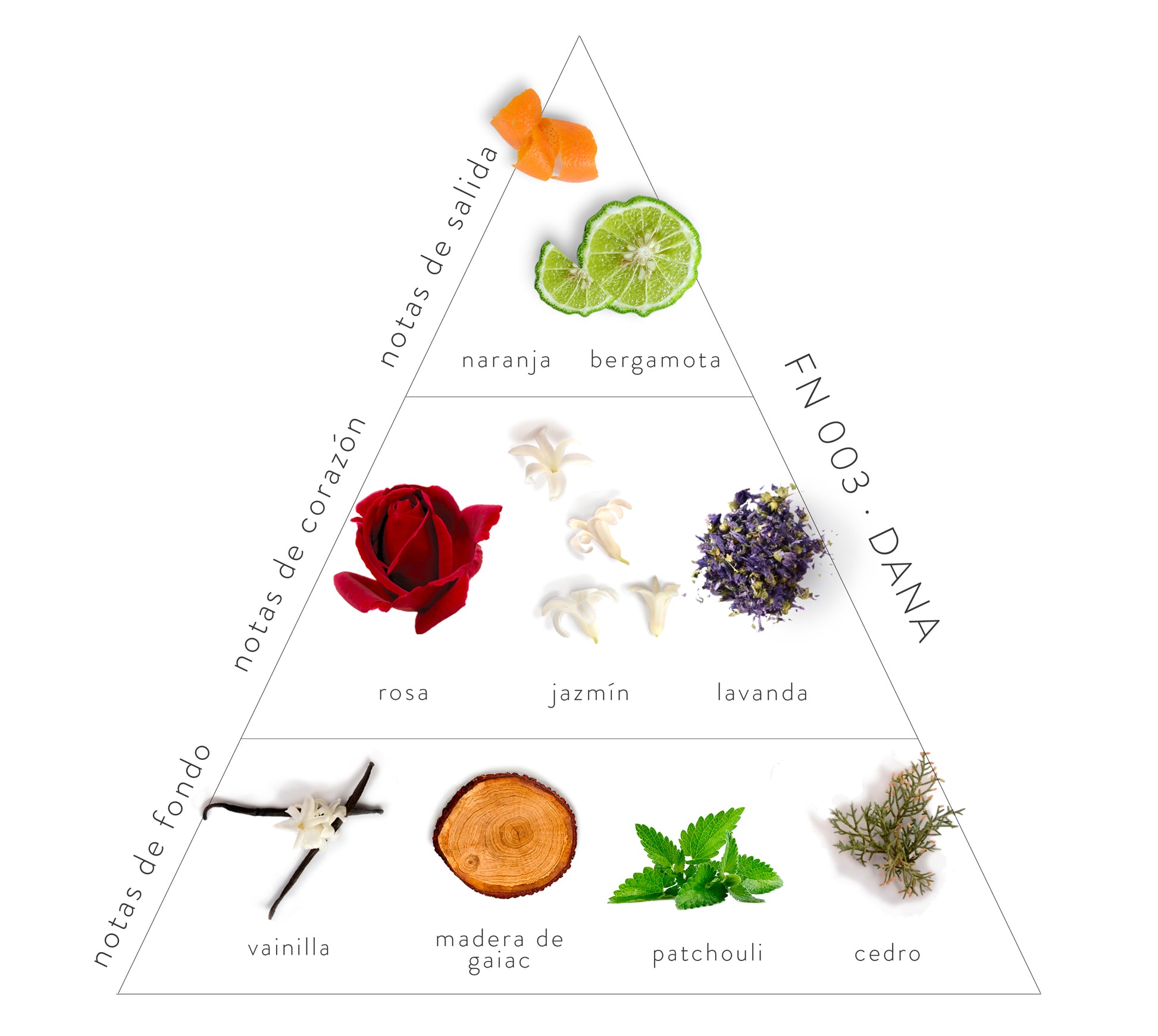 Pirámide olfativa Dana: notas de salida: naranja y bergamota. Notas de corazón: rosa, jazmín y lavanda. Notas de fondo: vainilla, madera de gaiac, patchouli y cedro