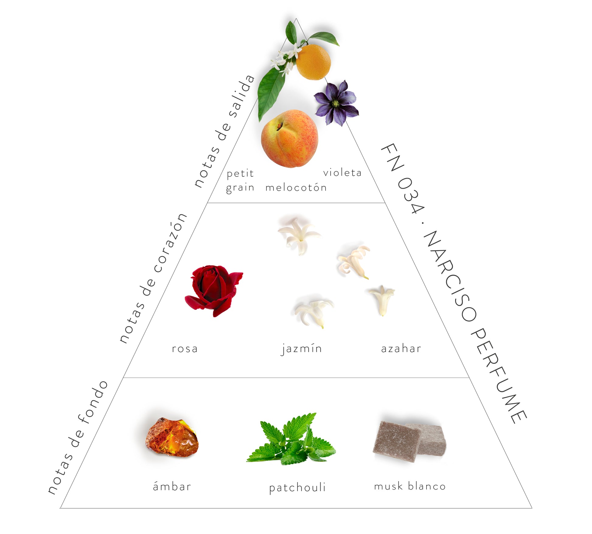 Pirámide Olfativa Narciso Perfume: Notas de salida: petit grain, melocotón y violeta. Notas de corazón: rosa, jazmín y azahar. Notas de fondo: ámbar, patchouli y musk blanco