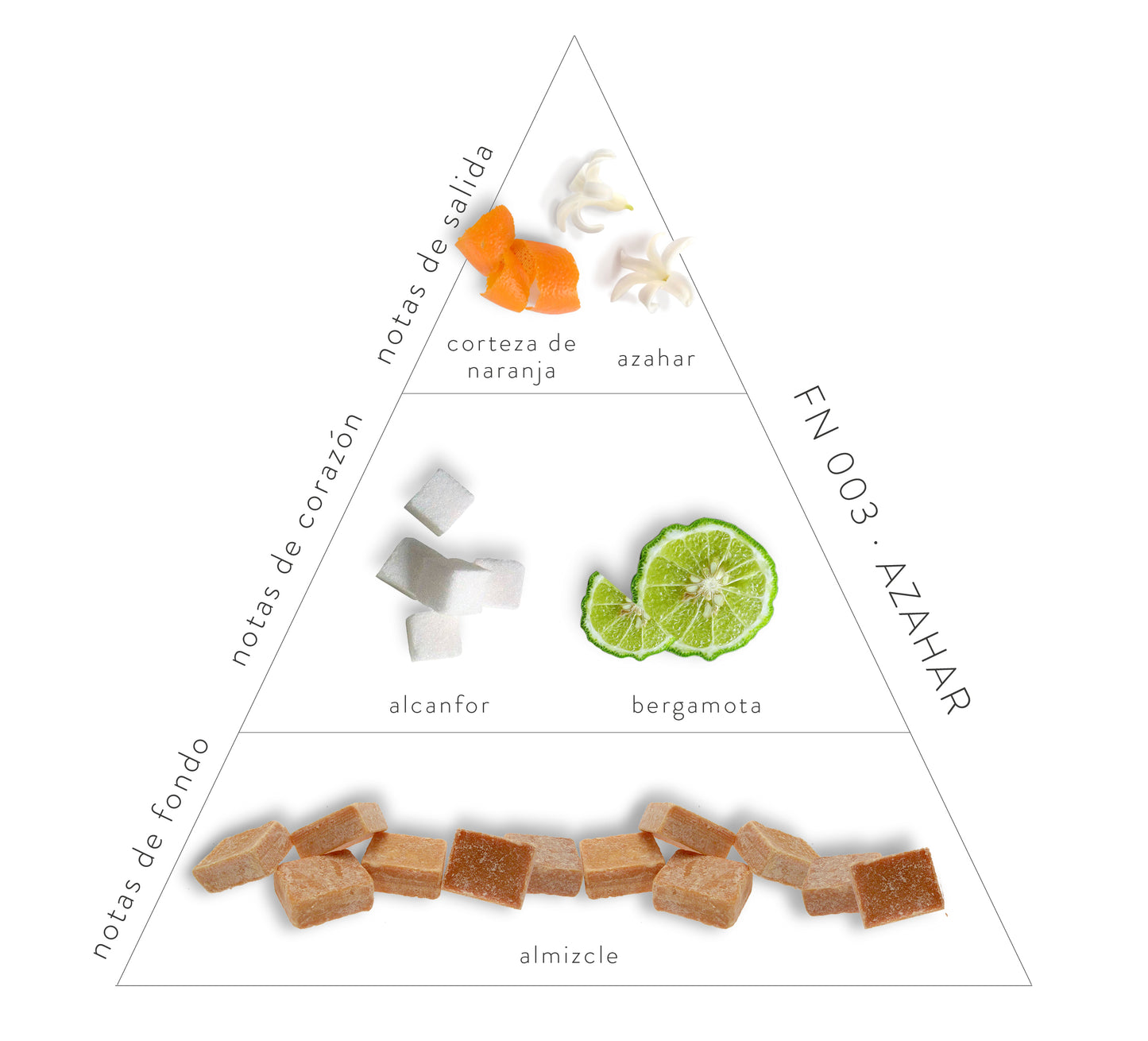 Pirámide Olfativa Azahar; Notas de salida: corteza de naranja y azahar. Notas de corazón: alcanfor y bergamota. Notas de fondo: almizcle